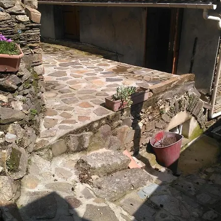 Le Camelia De La Mazarie *