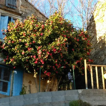 Le Camélia De La Mazarié Saint-Vincent (Herault)